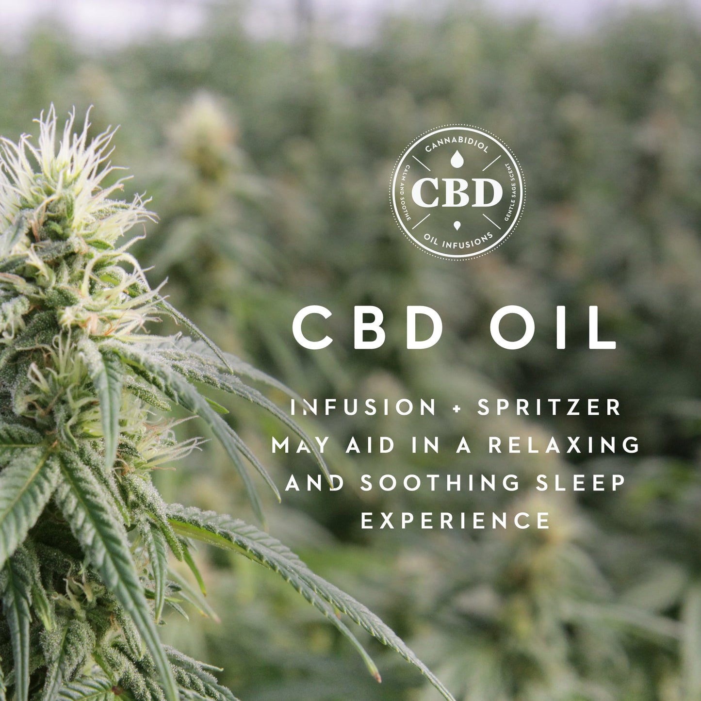 Memory Foam Pillow + CBD Oil